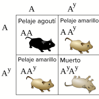Herencia no mendeliana