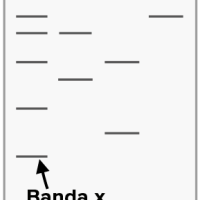 Métodos de análise do DNA