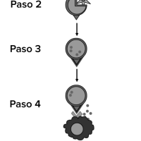 El sistema inmunológico