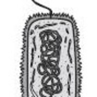 ЗНО онлайн 2011 року з біології – основна сесія