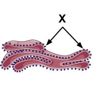Estructuras celulares y sus funciones