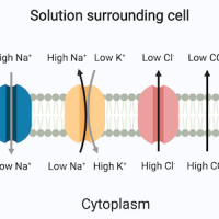 Membrane transport