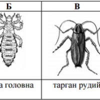 ЗНО онлайн 2010 року з біології – пробний тест