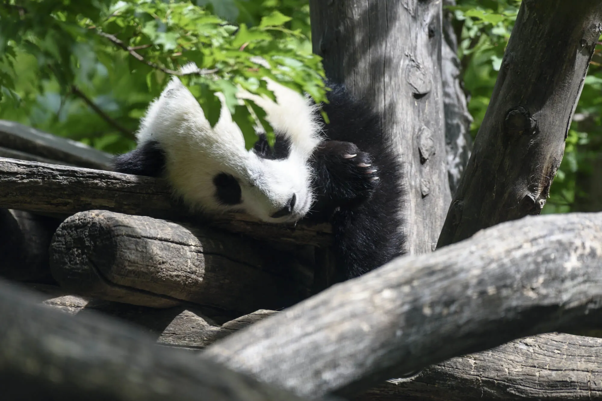 Schönbrunn Zoo