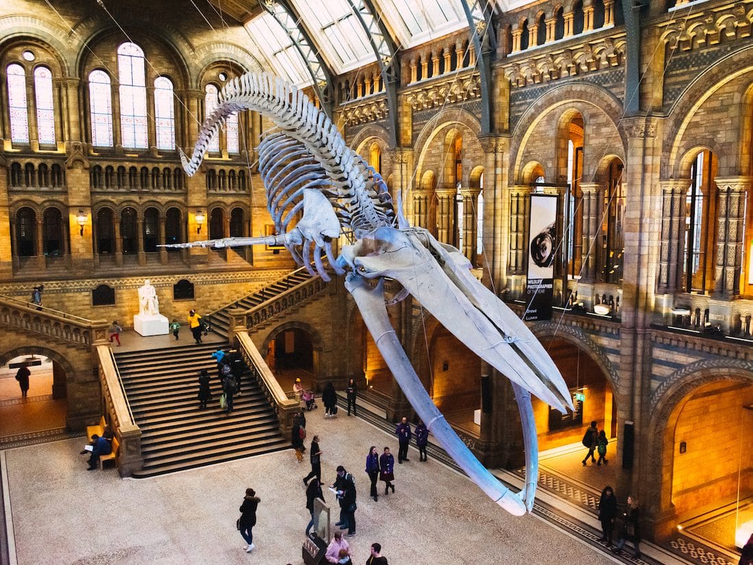The Natural History Museum