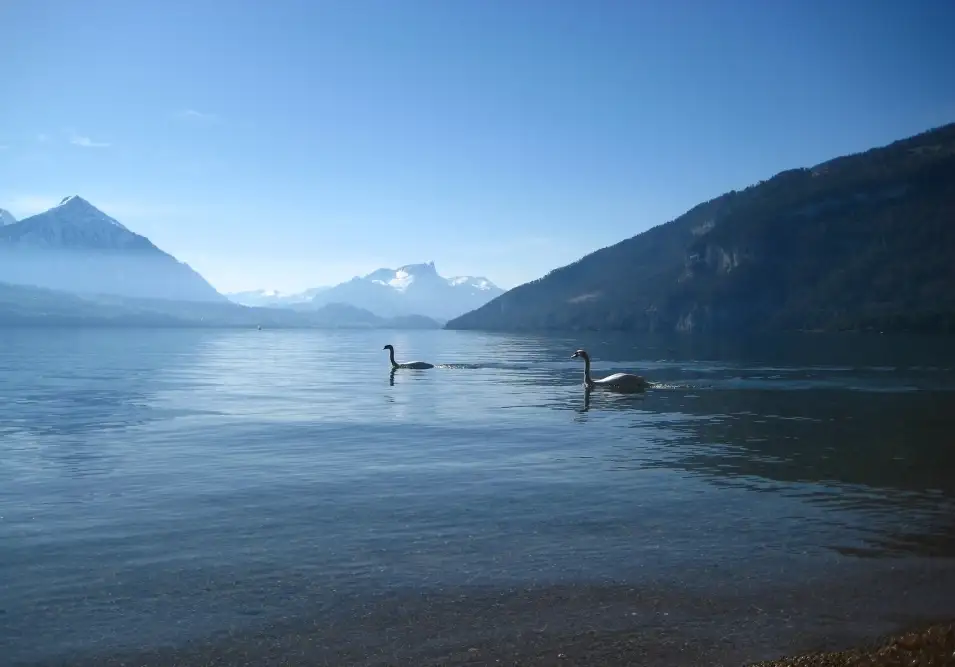 Ducks in Lake with Interlaken Mountain Backdrop
