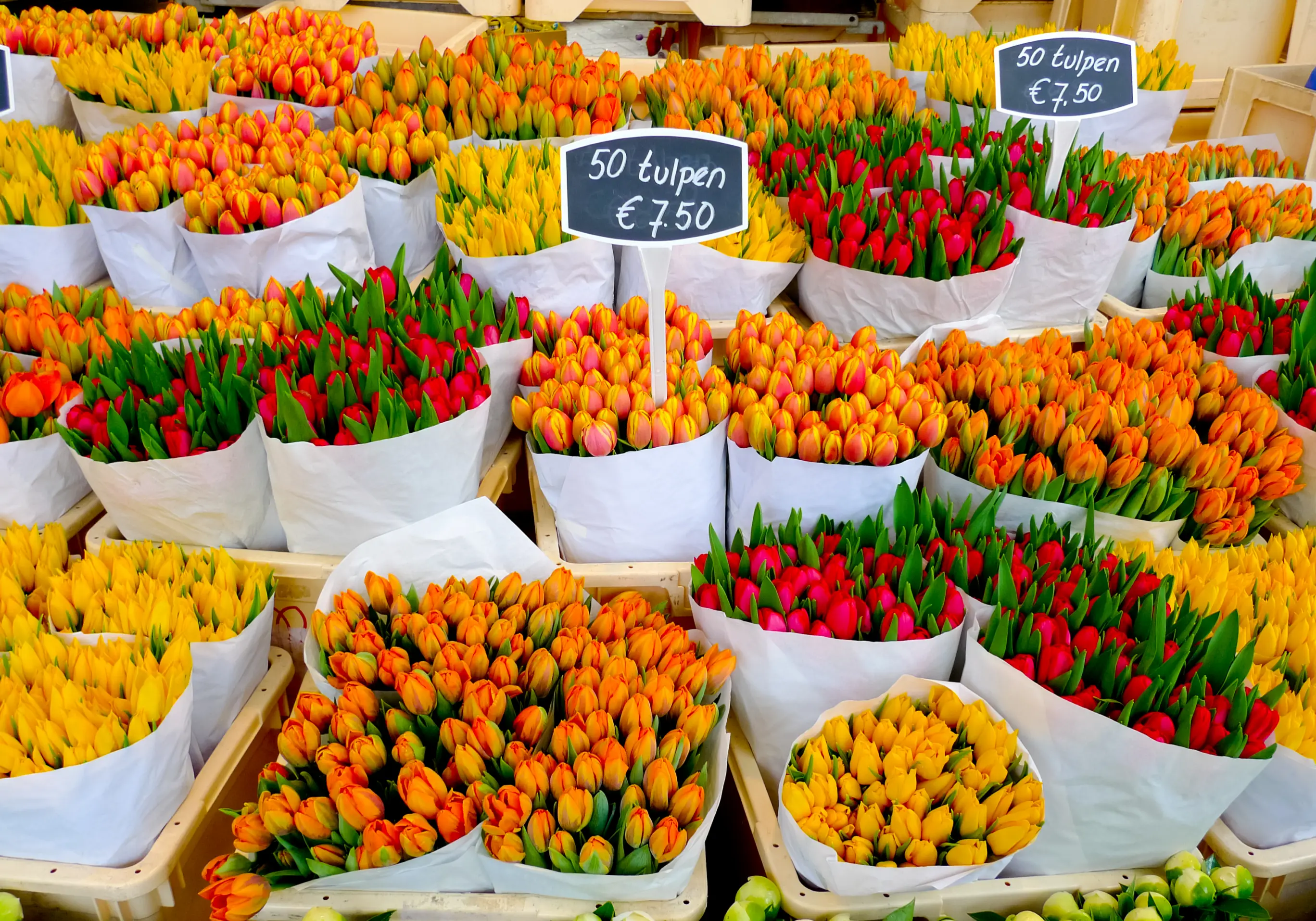 Bouquets of Tulips Wrapped in Paper