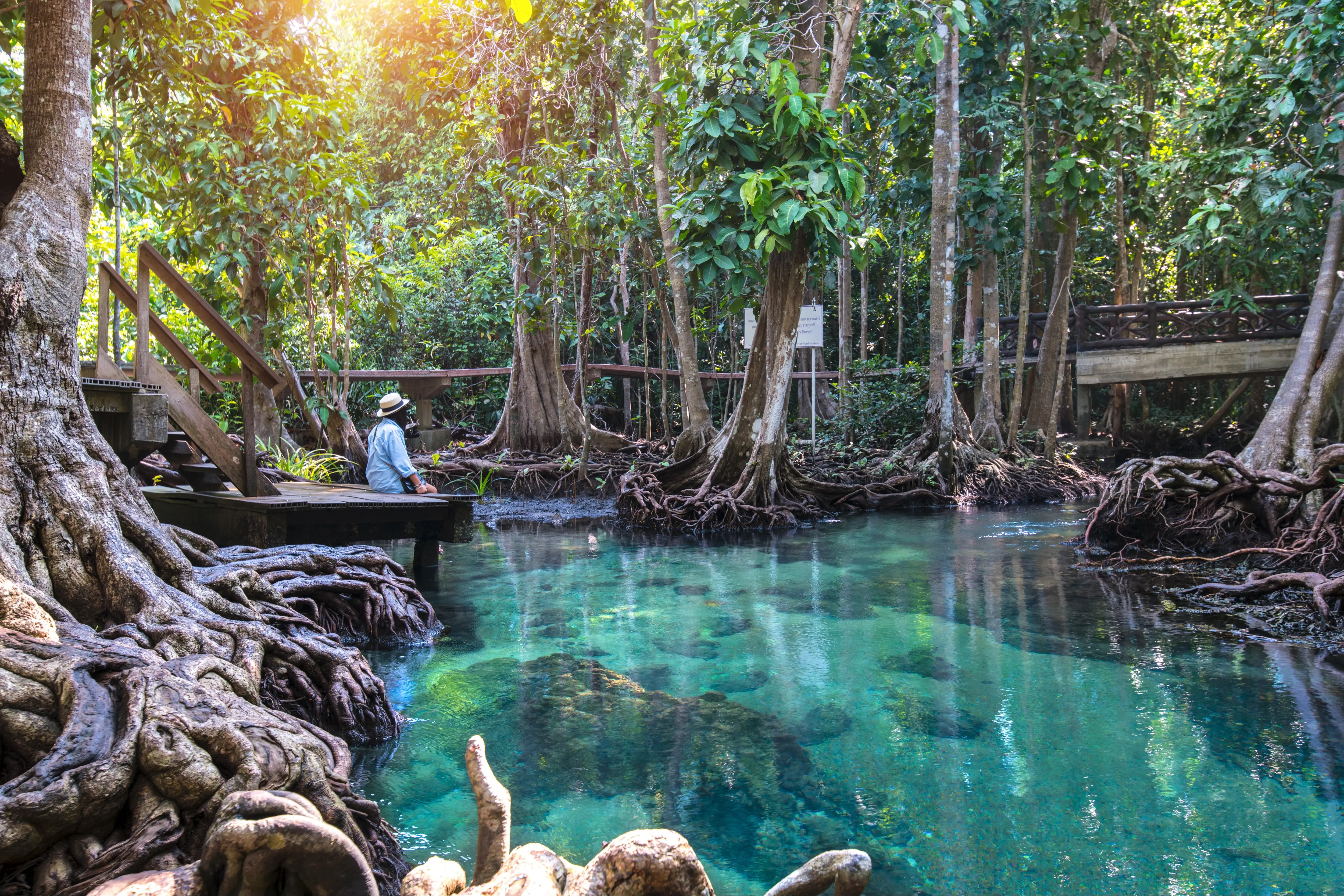 Canopy of Trees Overlooking Emerald Pool in Krabi Thailand