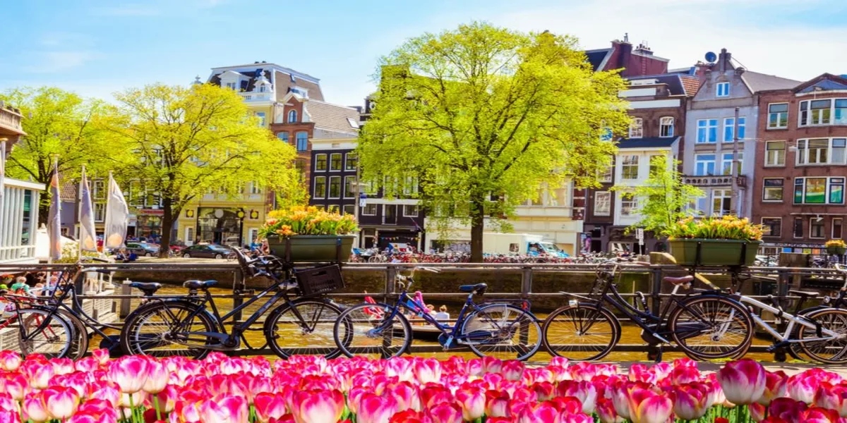 Tulips and bicycles on an Amsterdam street