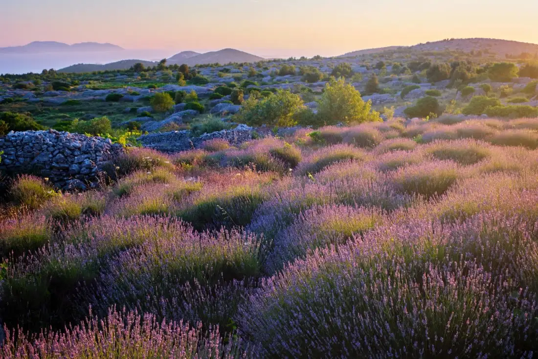 lavender fields at sunset