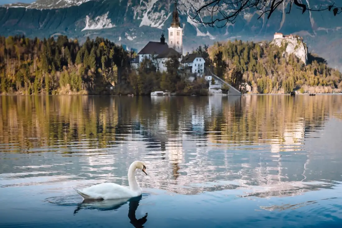 swan on lake, church in background