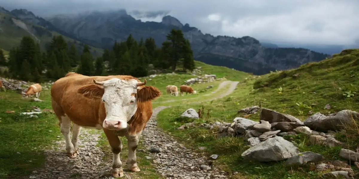 A Swiss Cow in the Swiss Alps