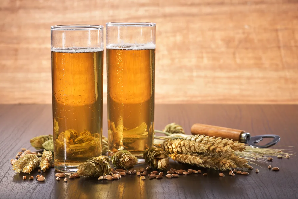Beer in Two Glasses with Wheat and Hops Next to It