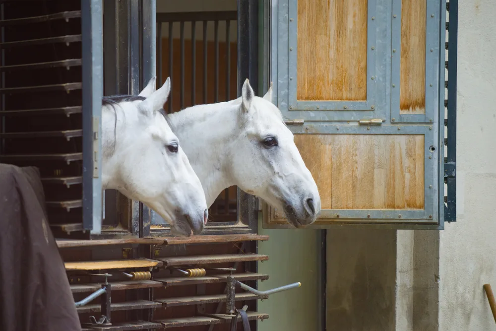 Spanish Riding School - Must-See Sight