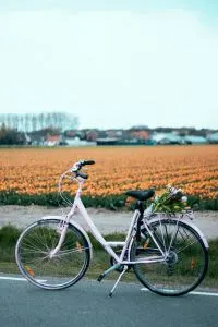 Cycling in Amsterdam - Must-See Sight