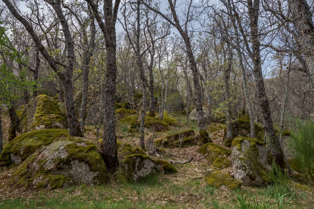 La Herrería Forest