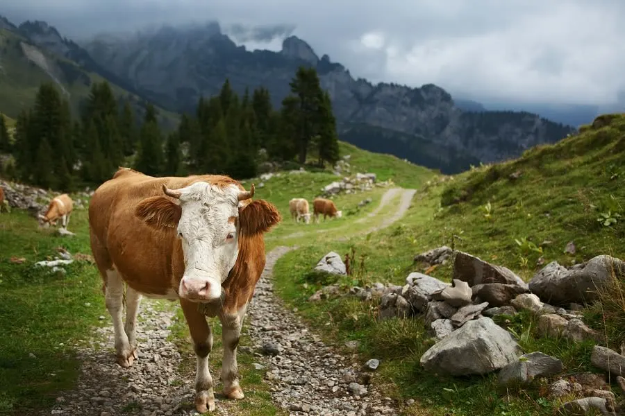 Cow in Swiss Alps