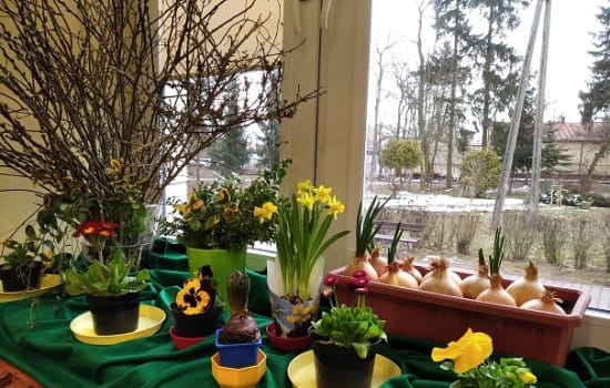 ZIELONE OGRÓDKI PRZEDSZKOLAKÓW