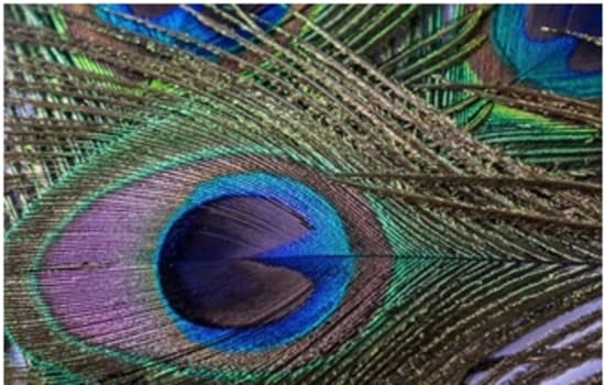 PROPOZYCJE AKTYWNOŚCI DLA DZIECI Z GRUPY MOTYLKI NA 10.12.21