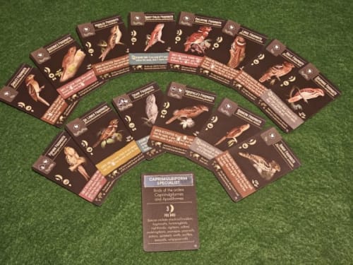 Frogmouth Fan Pack (fan expansion for Wingspan)