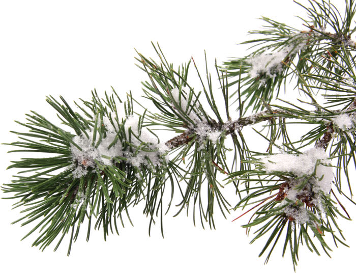 winter pine tree branch