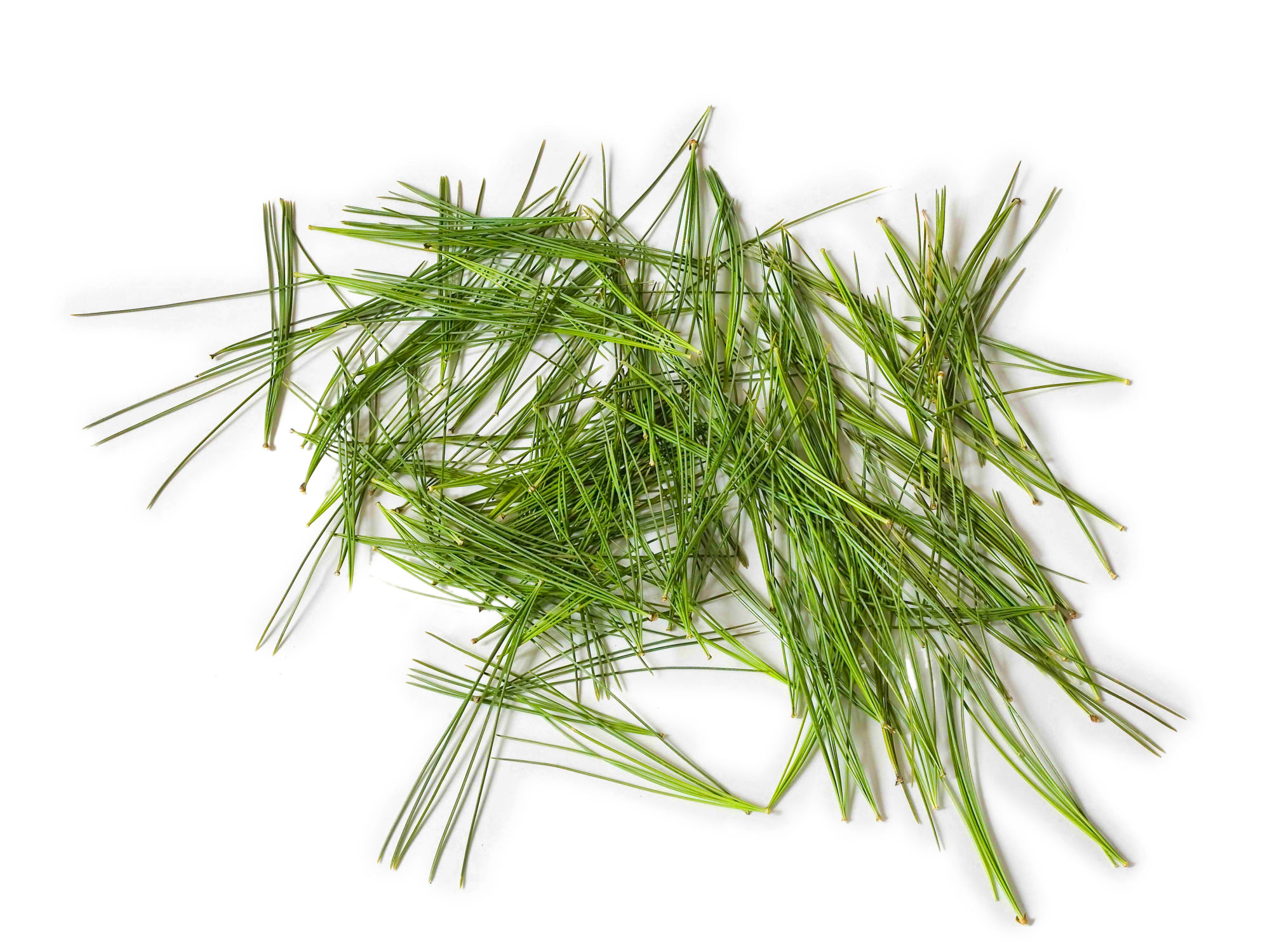 winter pine needles