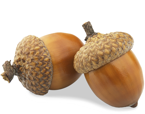 acorns