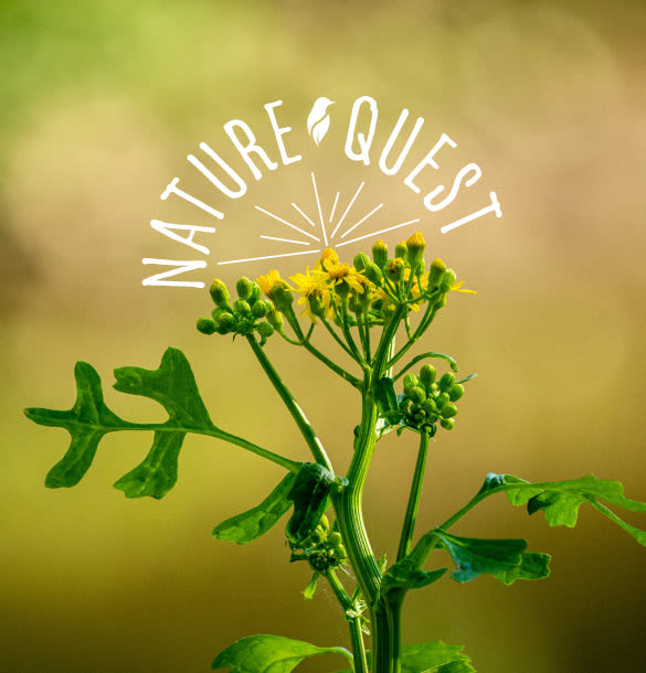 Nature Quest