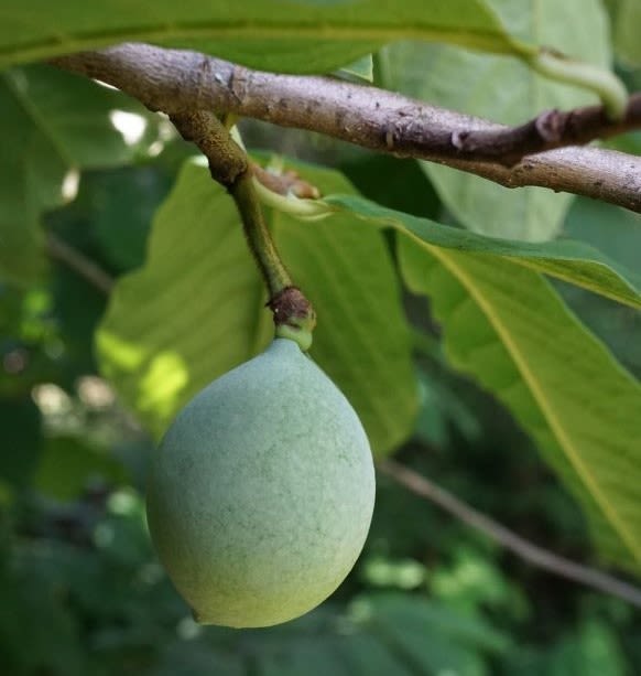 Pawpaw fruit