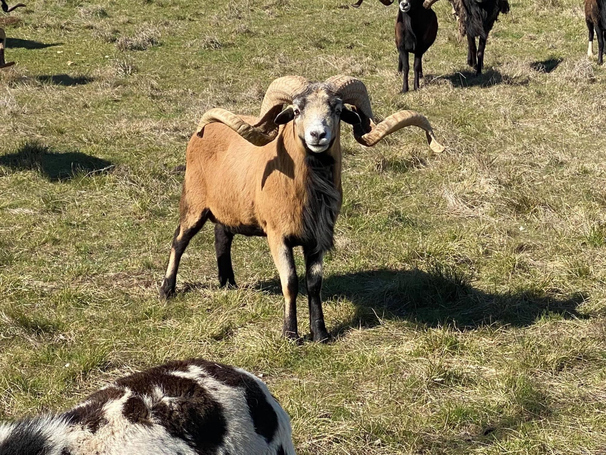 Corsican Ram Hunts Stone Creek Ranch