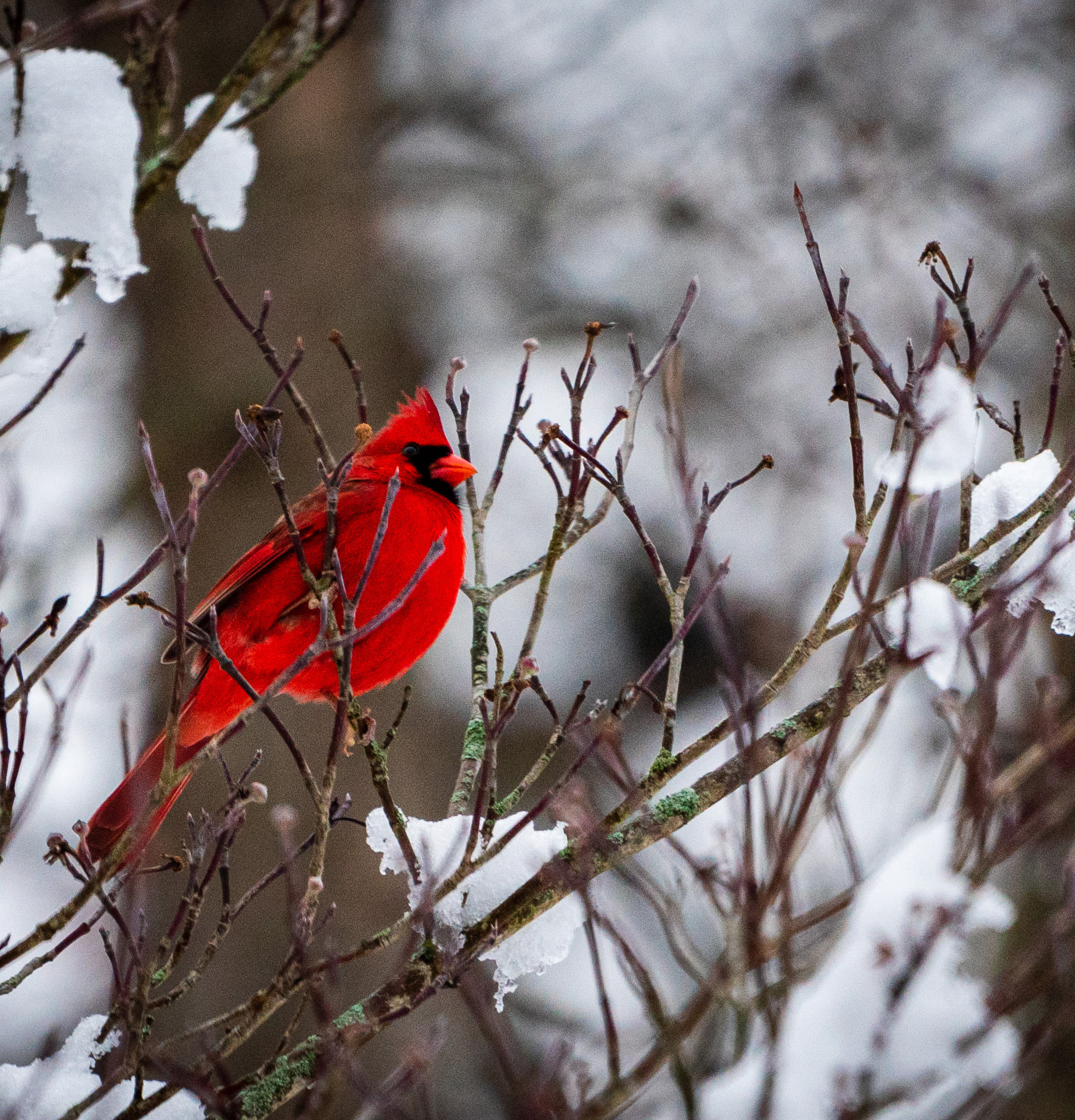 A male northern cardinal sits in a snow-covered tree.