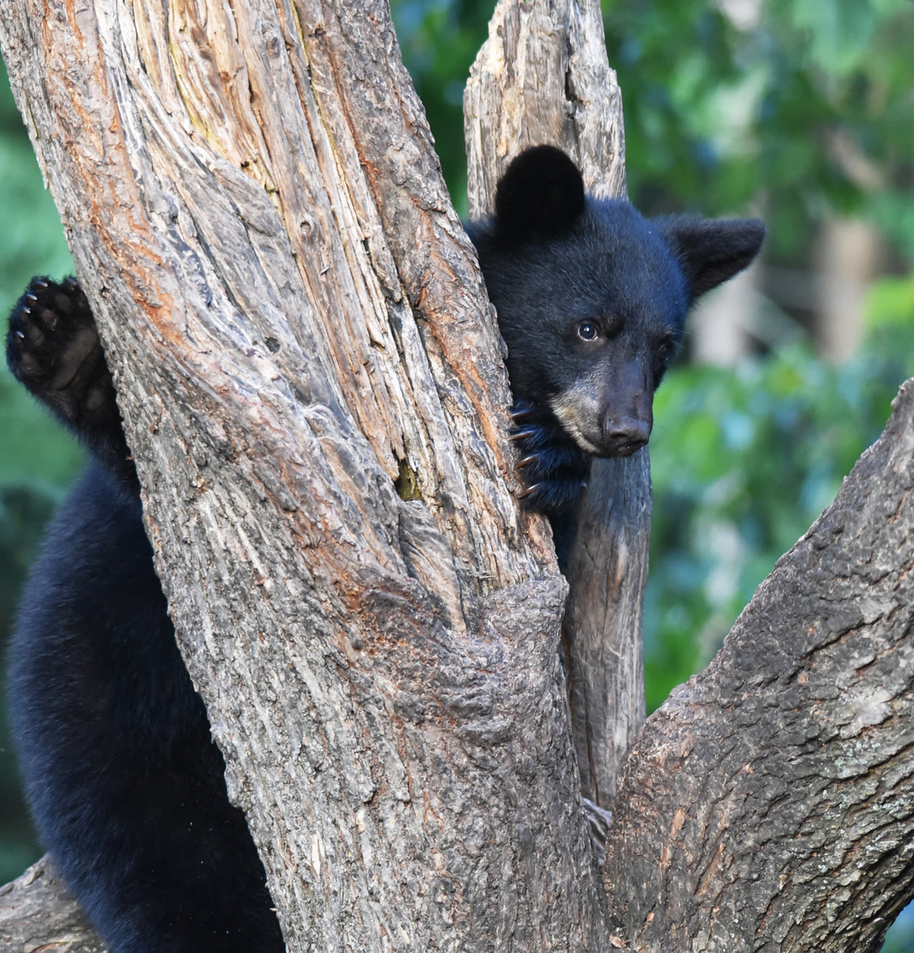 A black bear cub stands in a tree.