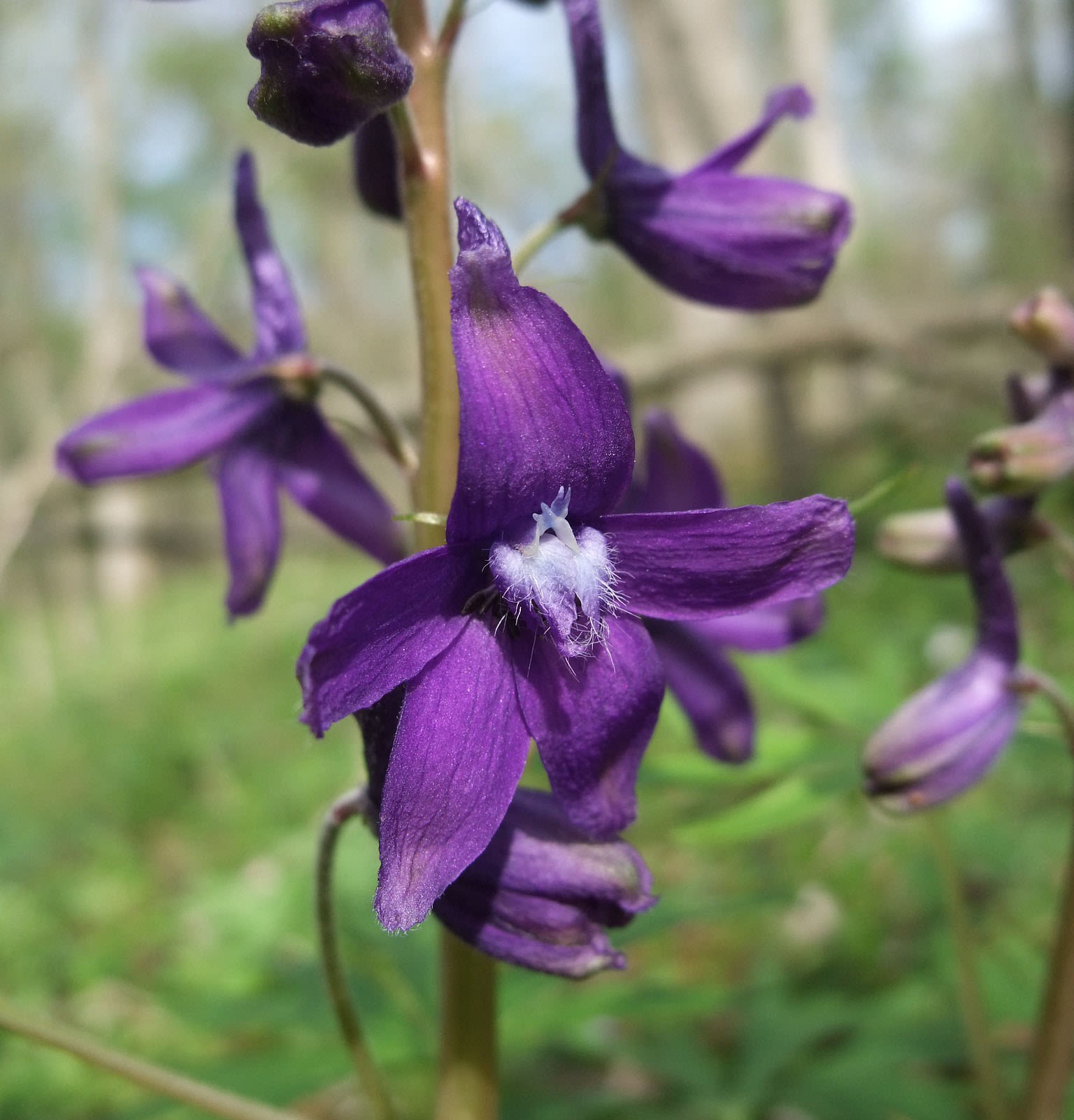 Dwarf Larkspur