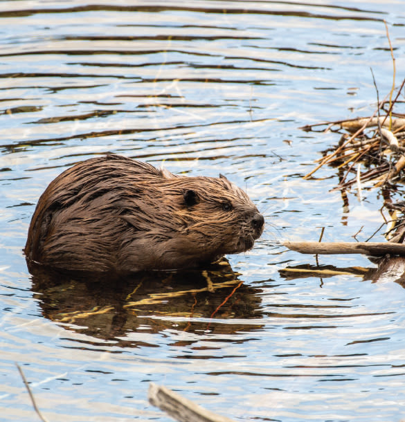 A Spring Walk to a Beaver Lodge