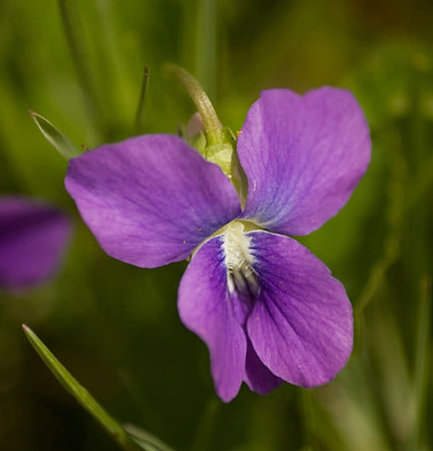 Violet