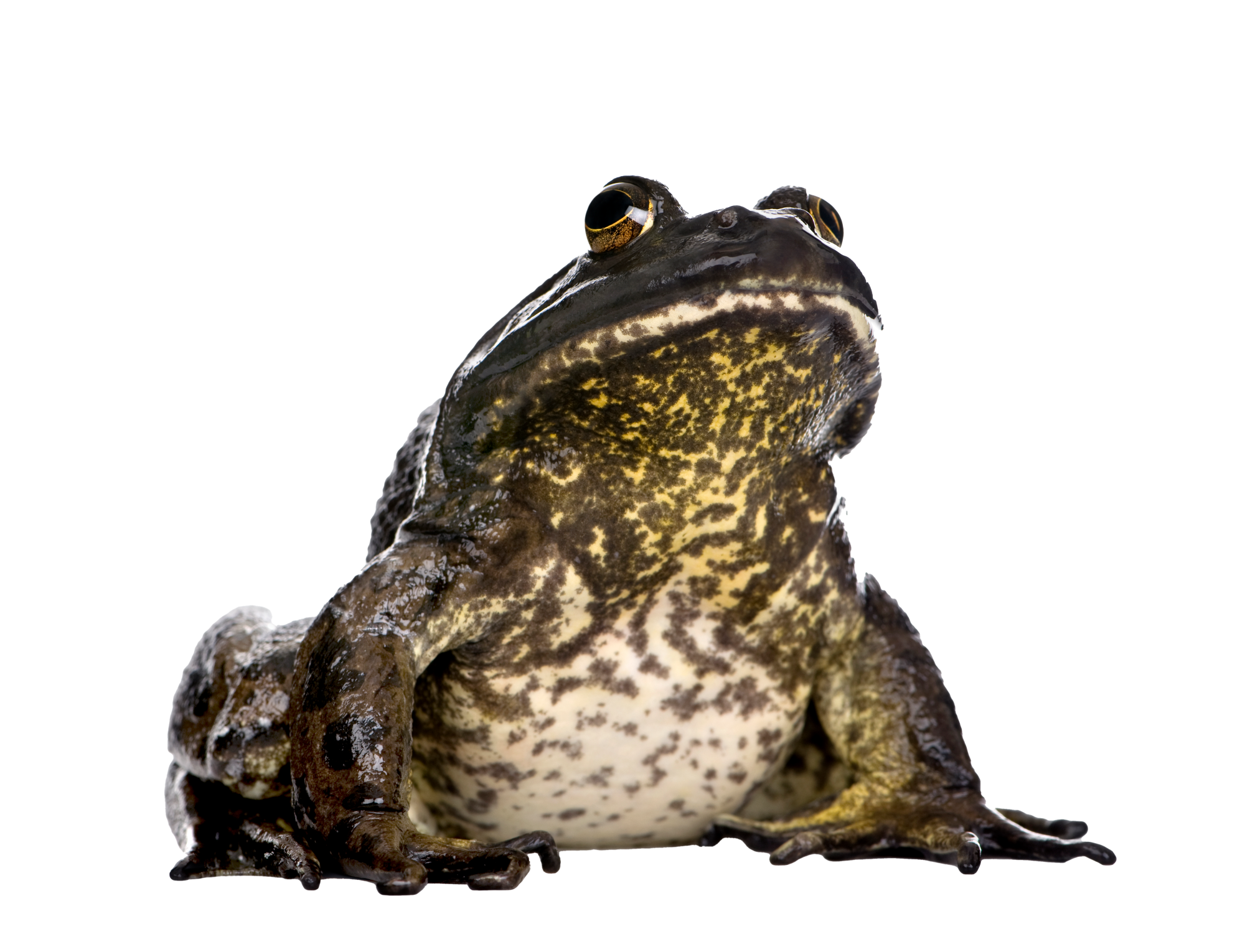 spring American Bullfrog