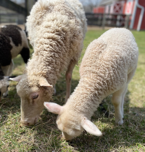 Farm babies