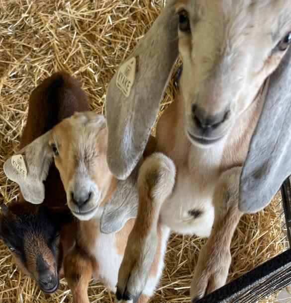 Farm Babies