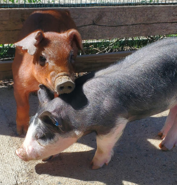 Farm Babies
