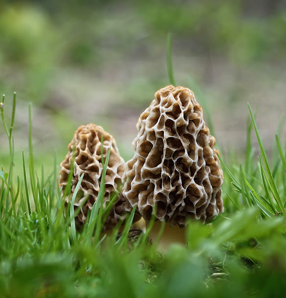 Morel mushrooms in a field of grass