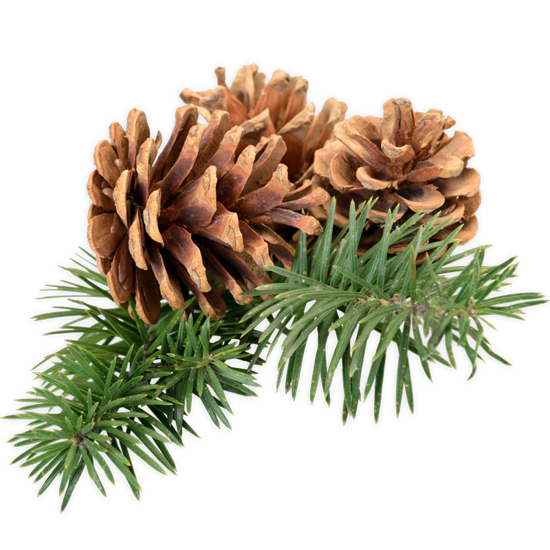 Pine cones