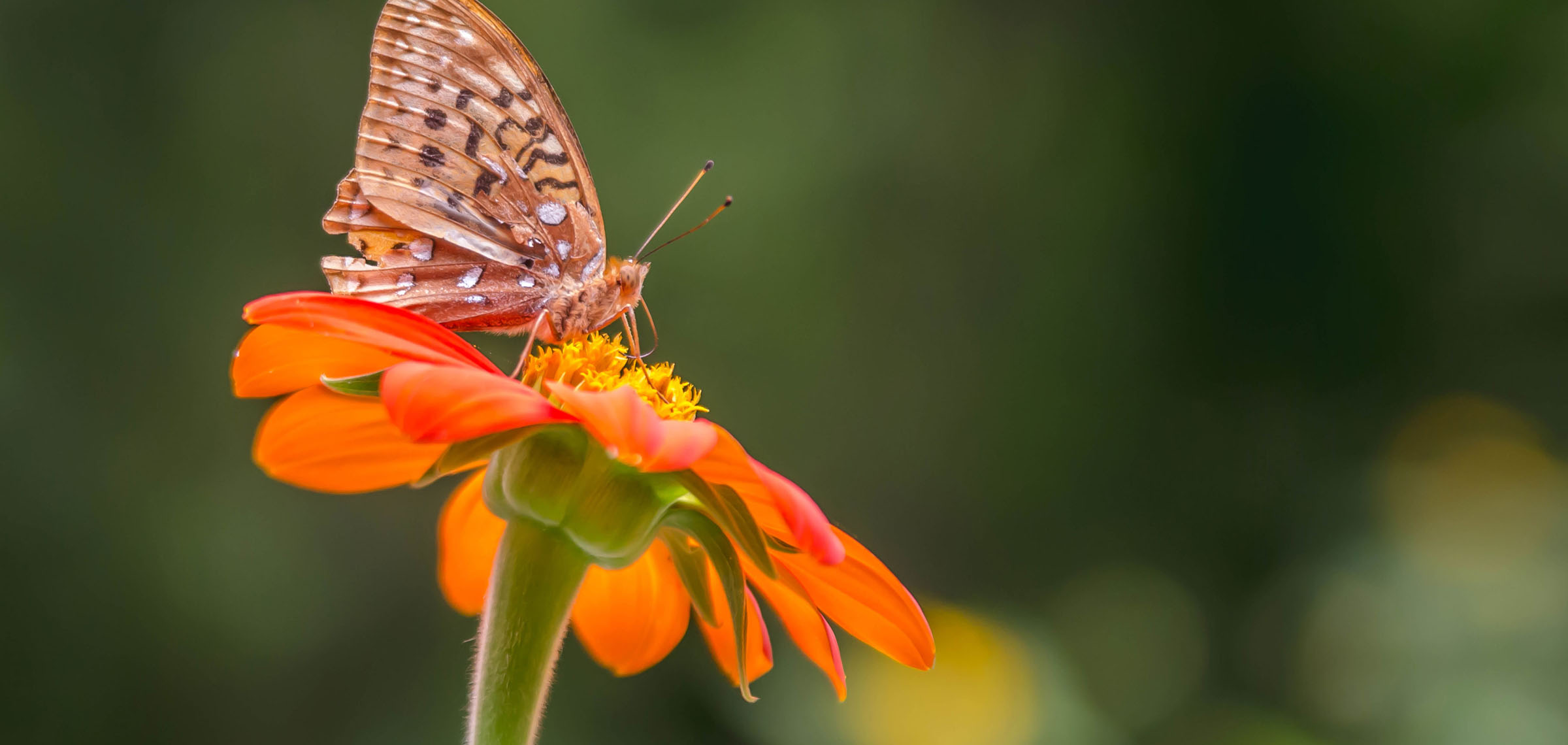 wildflower with butterfly