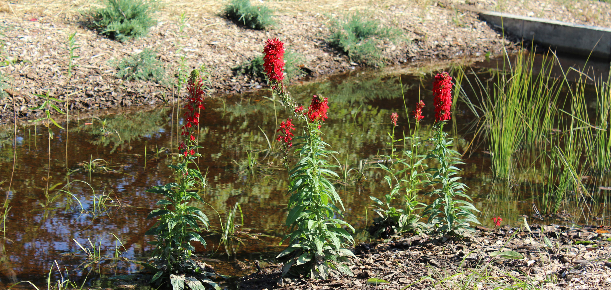 rain garden