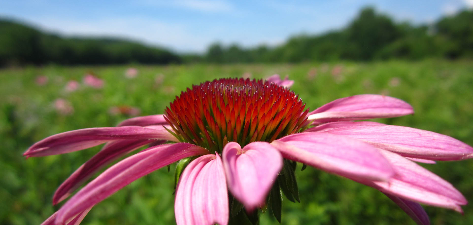 Shaker Trace Nursery