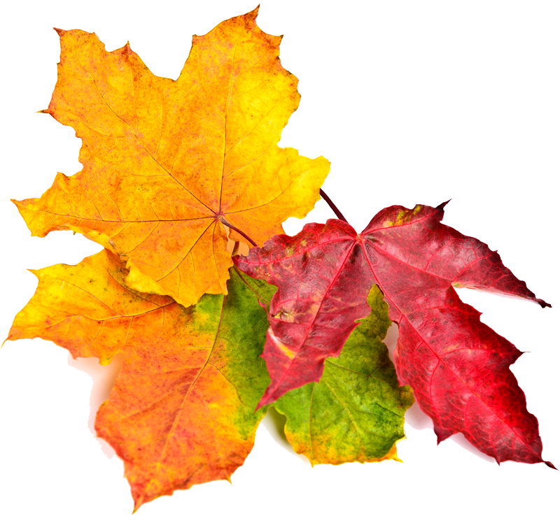 fall leaves