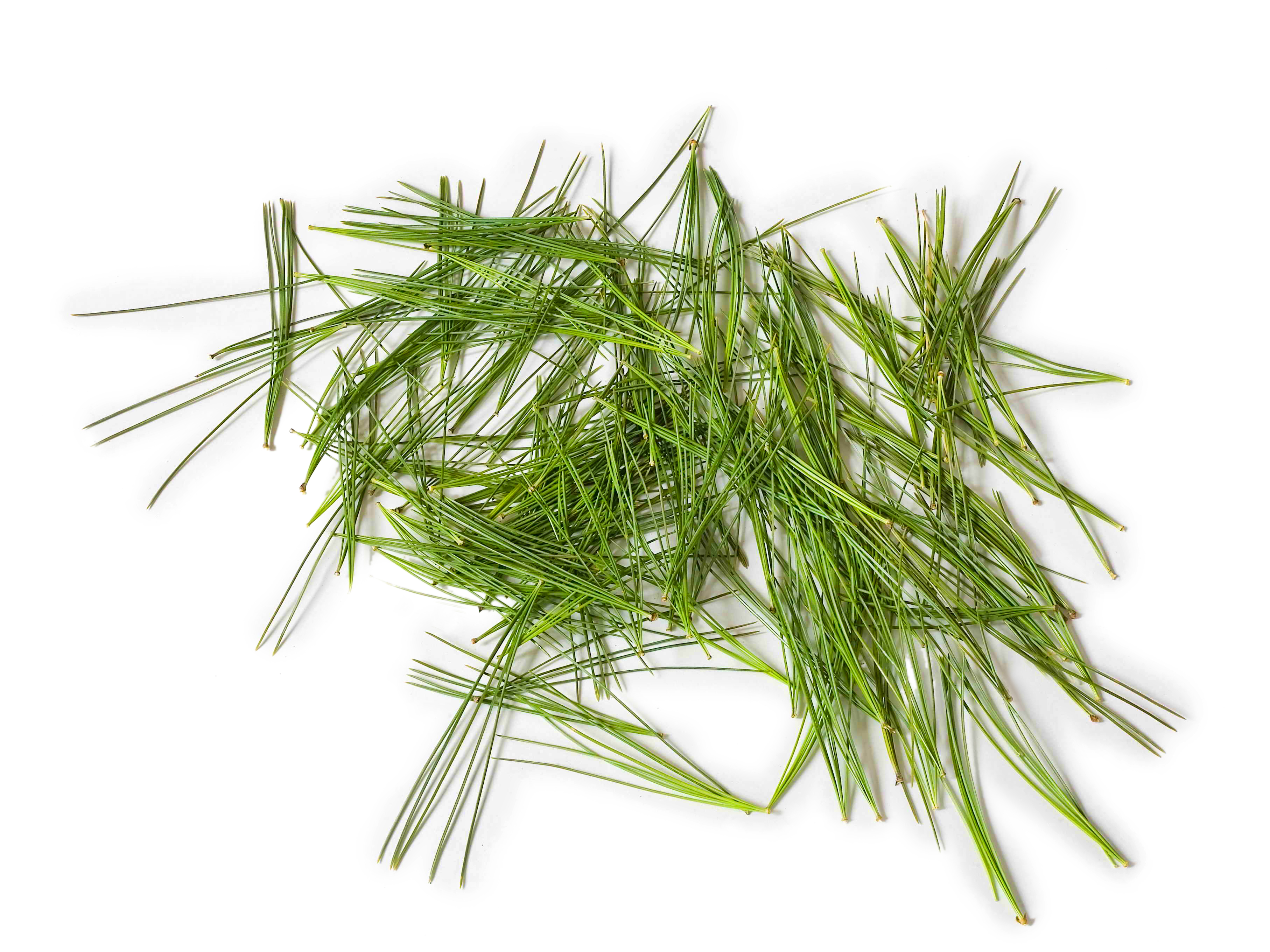 pine needles