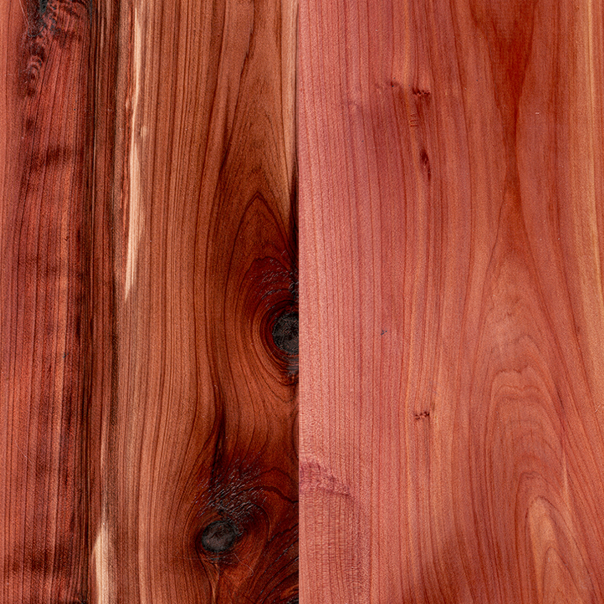 Eastern Red Cedar l Aromatic Cedar l Red Juniper