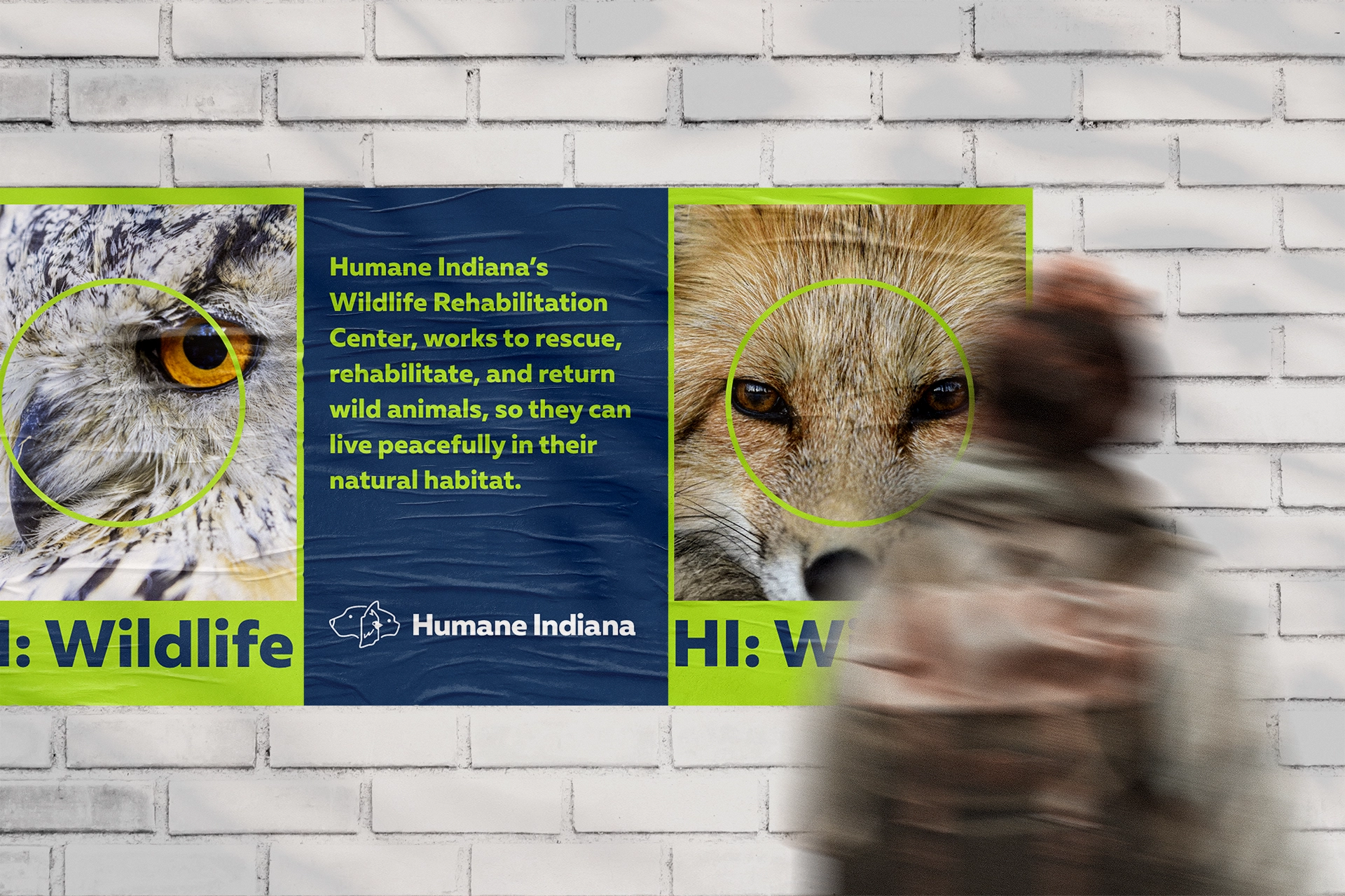 Humane Indiana Wildlife Posters