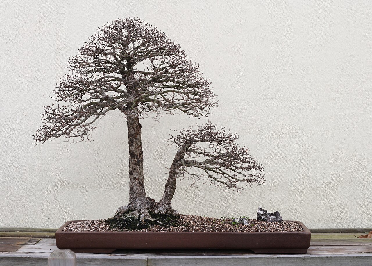Bonsai tùng la hán 10