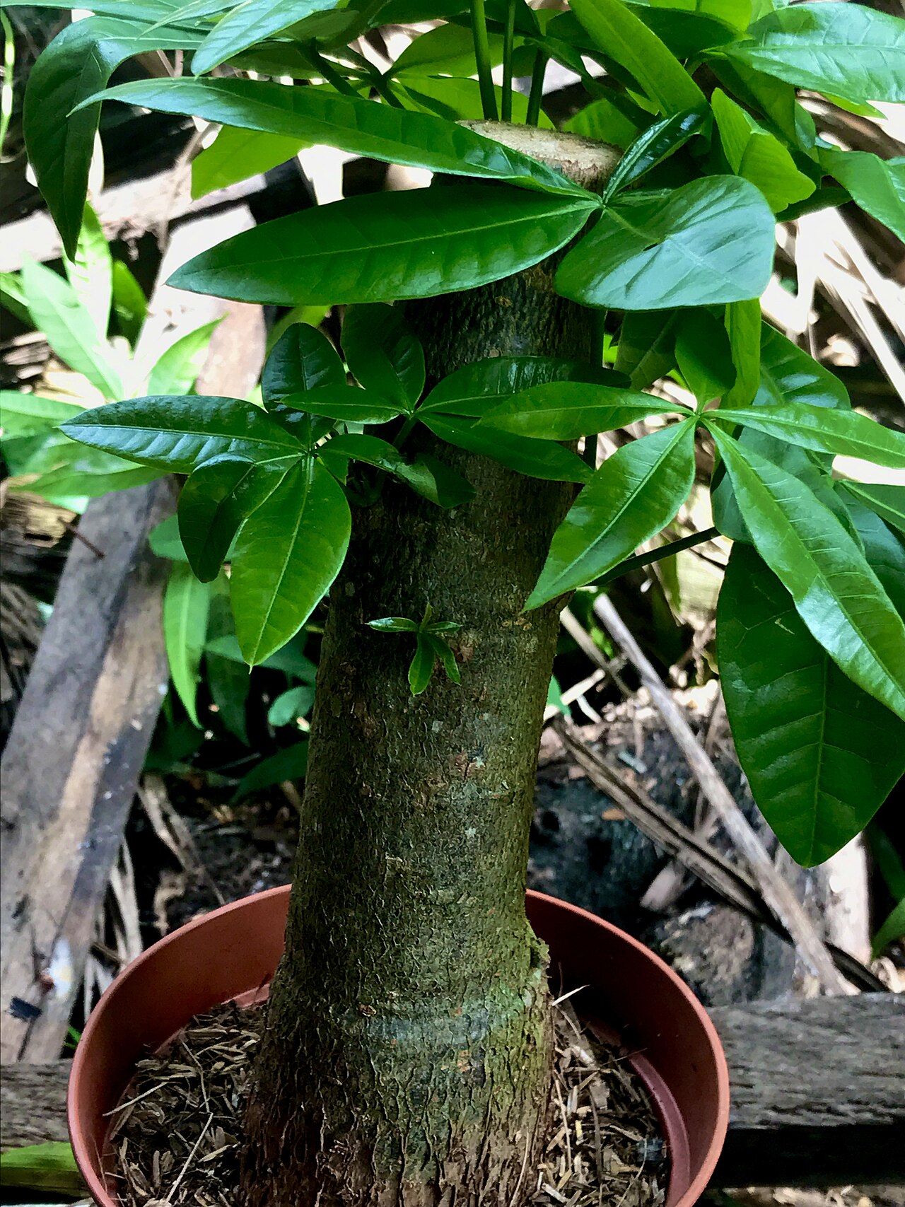 Bonsai tùng la hán 66